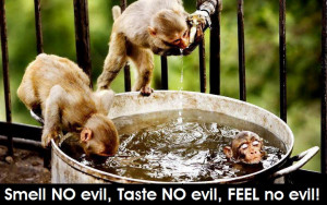 Monkey See - Monkey Do!