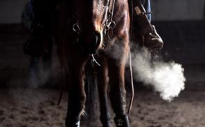 Funny Dog Training Quotes Famous The Day