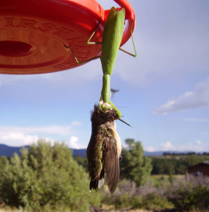 Funny photos funny Mantis insect eats hummingbird
