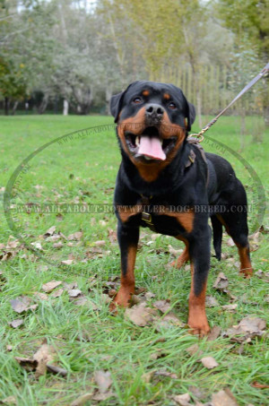 Funny Quotes Rottweiler With Tail 150 X 150 22 Kb Jpeg