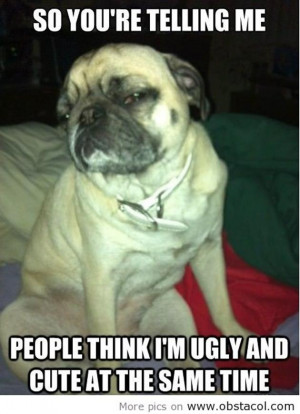 Funny Pug Pictures (31 Pics)