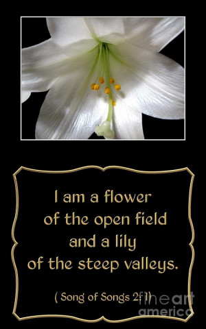 Easter Lily With Song Of Songs Quote Photograph