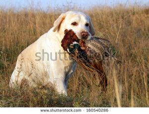 portrait of hunting yellow labrador with pheasant - stock photo