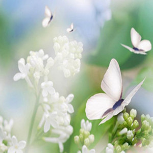 butterfly white flowers design picture and wallpaper http://www ...