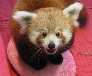 Minerva Disgustingly Cute Red Panda Babies The Knoxville Zoo