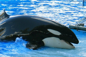 Yet Another Premature Death of an Orca at SeaWorld – Kalina