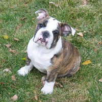 Quotes About English Bulldogs