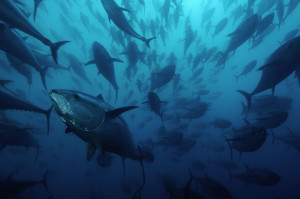 Tonno rosso - © Brian J. Skerry / National Geographic Stock / WWF