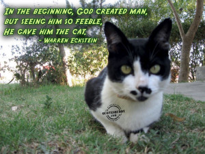 Funny Animal Quotes And Pictures About Life: Cat Birth Graphic And ...