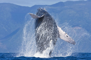 Adult humpback whale (Megaptera novaeangliae) breaching in the AuAu ...