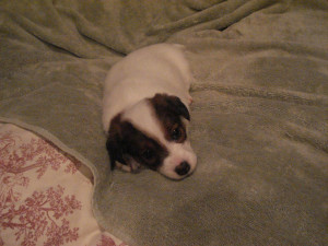 into the wild chapter summaries 2 1 authory 39 s note 2 2 chapter 1 ...