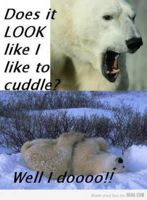 funny polar bear