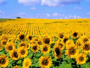 Sunflower Valley Valencia Spain