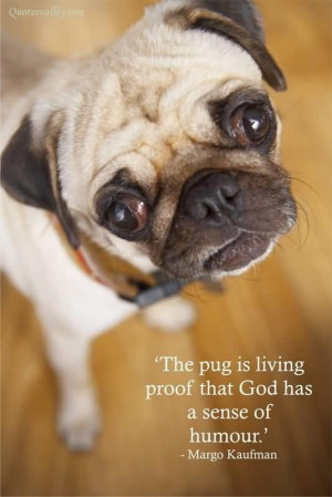 The pug is living proof that god has a sense of humour quote