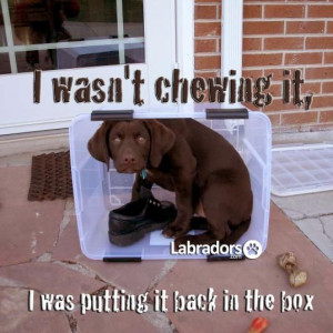 Funny Lab Puppy Pictures #dog #labrador #funny