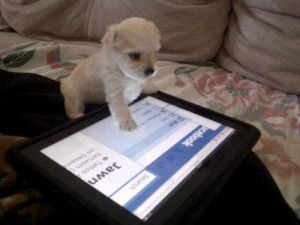 Algo más cute usando un iPad? Quizás un tierno cachorrito ...