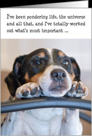 Birthday Card - Humorous Dog Pondering Life card - Product #845046