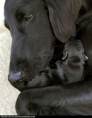 Flat Coat Retriever Mom & Pup