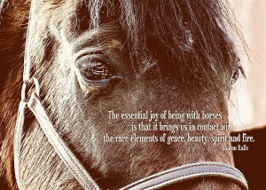 beautiful horse quotes