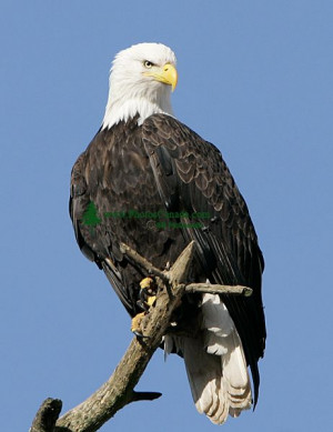 American Bald Eagle Photos...