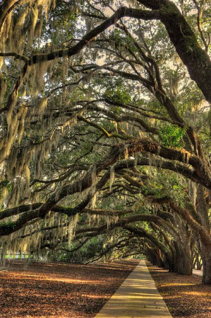 Spanish Moss. Belfair Plantation Bluffton, SC.: Moss Trees, Southern ...