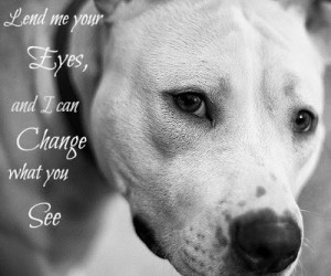 Passion For Pibbles: Random Quotes