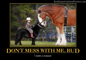 dont-mess-with-me-bud-horses-humor-best-demotivational-posters