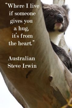 Irwin – on image of koala taken at Hanson Bay Sanctuary, Kangaroo ...