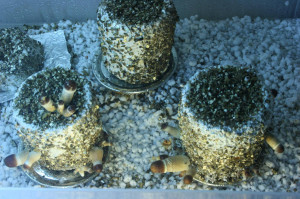 Funny Good Night Quotes And Sayings