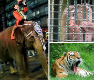 Thread: 12 Great Escapes By Animals in Captivity