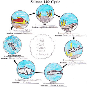 Salmon Life Cycle Hannah