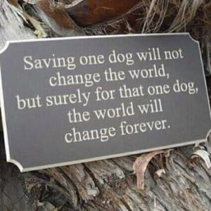 Rescue Dog Quotes