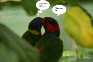 birds_i_love_you.JPG