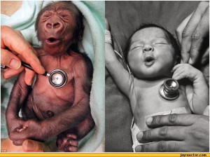 baby :: newborn :: monkey