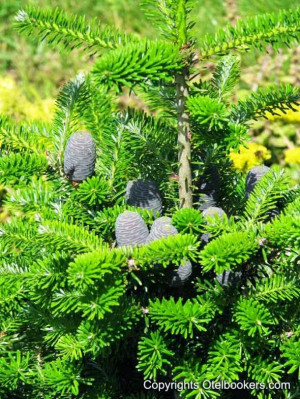 Blooming Green House Flowers!