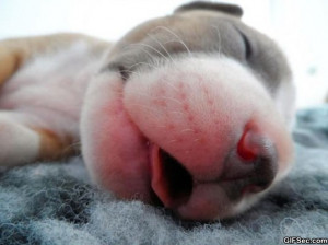 Funny – Cute Baby Pitbull Sleeping