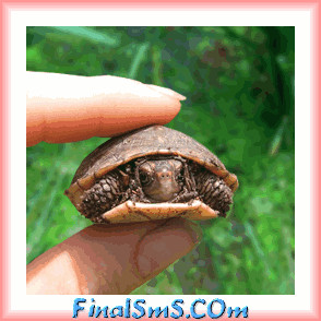 ... Pictures on Funny Turtle Finalsms Com Facebook Wallpaper Images Quotes