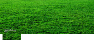 Grass Field Green-grass-field.jpg