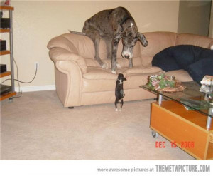 funny chihuahua & Great Dane