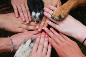 RSPCA NSW to formalise partnerships with rescue groups through MOU