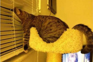 The 37 funniest photos of cats sleeping in the most awkward positions ...