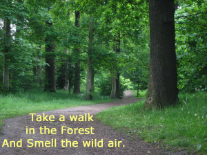 Nature Quotes Forest