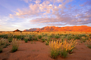 Grassland landscape at sunrise, Brandberg mountain, Namibia