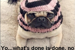 Funny Pug Quotes http://jobspapa.com/the-force-funny-pug-pictures-pics ...