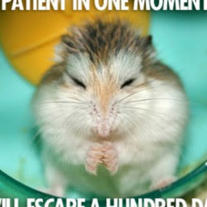Hamster Quotster
