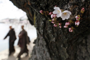 famed cherry trees blossom along the Tidal Basin in Washington, April ...