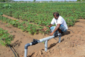 tapioca field with drip irrigation system at Sevvayan near ...