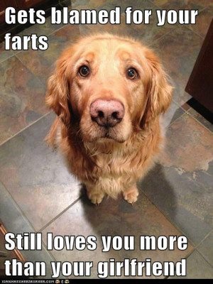 golden retriever gets blamed for farts