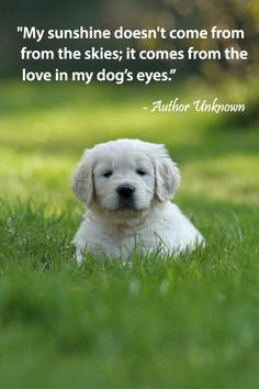 Doggie Quotes, Pets Spir, Yorkie Stuff, Pets Quotes, Pets Stuff