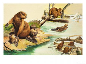 The Busy Beavers - Let's learn about beavers with fun, hands-on ...